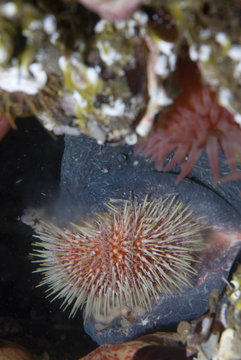 Atlantic wolffish (Anarhichas lupus) feeding on Sea urchin, Saltstraumen, Bod&ouml;, Norway, October 2008
