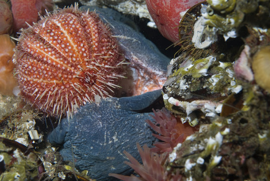 Atlantic wolffish (Anarhichas lupus) feeding on Sea urchin, Saltstraumen, Bod&ouml;, Norway, October 2008