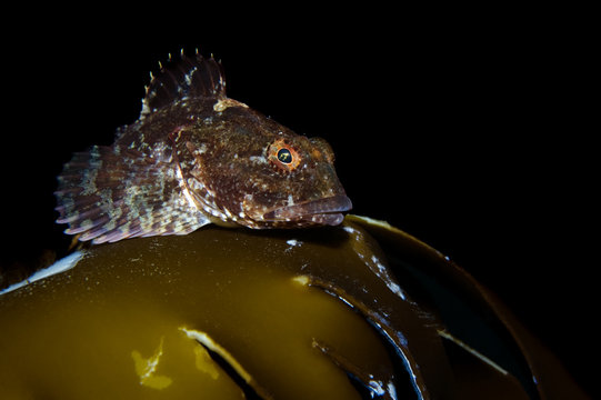 Short-spined sea scorpion / Sculpin (Myoxocephalus scorpius) Saltstraumen, Bod&ouml;, Norway, October 2008