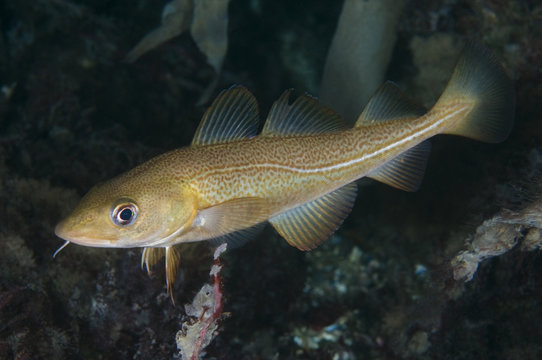Atlantic cod (Gadus morhua) Saltstraumen, Bod&ouml;, Norway, October 2008
