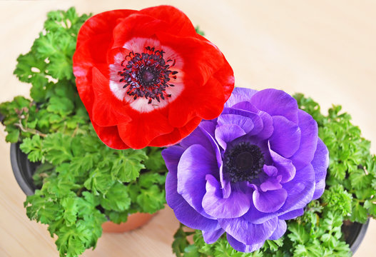 Fototapeta blooming red and purple anemones in flower pots - spring colorful flowers