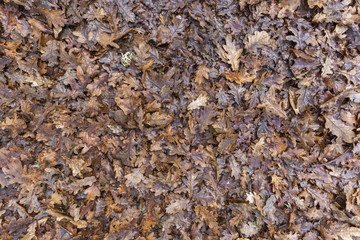 Dry leaves.