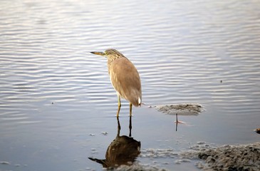 Indian Pond Heron against the ocean surf background
