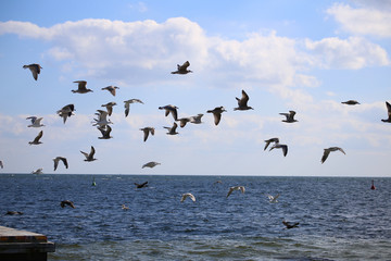 seagulls on the beach