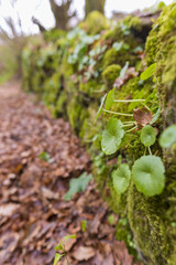 Plants and moss.