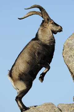 Male Spanish ibex (Capra pyrenaica) standing on hind legs about to jump on rock, Sierra de Gredos, Spain, November 2008