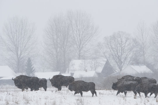 Herd of European bison (Bison bonasus) in agricultural field near buildings, Bialowieza NP, Poland, February 2009