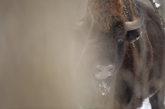 European bison (Bison bonasus) partially obscured by tree trunk, Bialowieza NP, Poland, February 2009