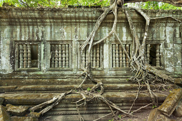 Tree roots growing over ancient temple in Cambodia 