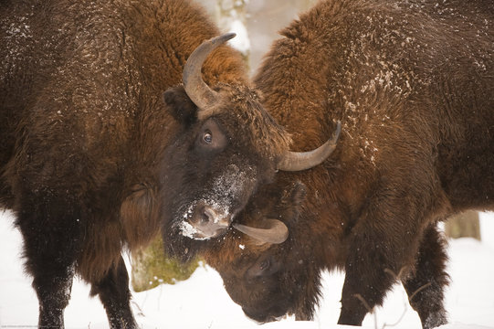 Two European bison (Bison bonasus) fighting, Bialowieza NP, Poland, February 2009. WWE BOOK. WWE OUTDOOR EXHIBITION. NOT TO BE USED FOR GREETING CARDS OR CALENDARS PRESS IMAGE. Wild Wonders kids book.
