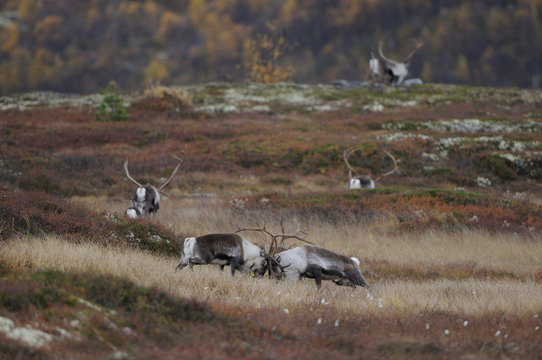 Reindeer (Rangifer tarandus) grazing, Forollhogna National Park, Norway, September 2008