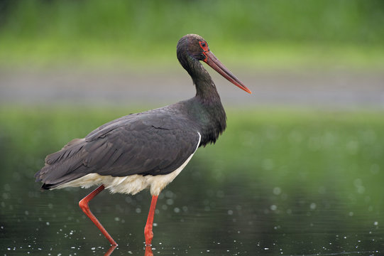 Black stork (Ciconia nigra) Elbe Biosphere Reserve, Lower Saxony, Germany, August 2008