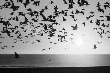 Silhouettes flock of seagulls over the Sea. Black and white photo.