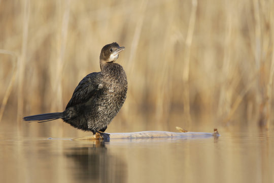 Pygmy cormorant (Microcarbo pygmaeus) standing on log in water, Durankulak Lake, Bulgaria, February 2009
