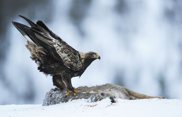 Golden eagle feeding on deer carcass, Norway