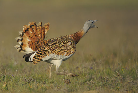 Great bustard (Otis tarda) calling, La Serena, Extremadura, Spain, April 2009