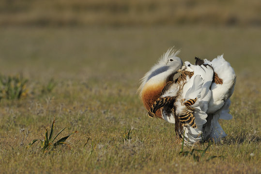 Male Great bustard (Otis tarda) displaying, La Serena, Extremadura, Spain, April 2009