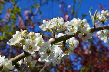 spring blossoms
