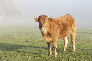 Limousin cow in the meadow in a very misty morning. Limousin are a breed of beef cattle originating...