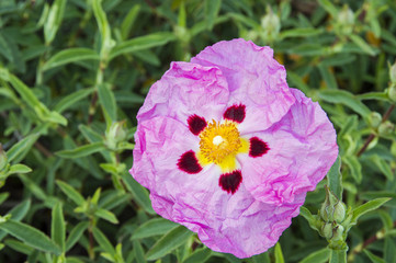 Single exotic looking pink flower with wrinkled petals 