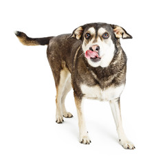 Hungry Shepherd Crossbreed Dog Tongue Out