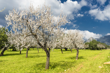 Fototapeta na wymiar almond trees