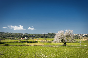 Fototapeta premium almond trees