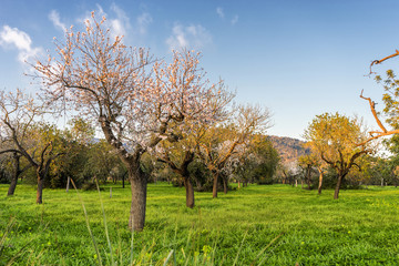 Obraz premium almond trees