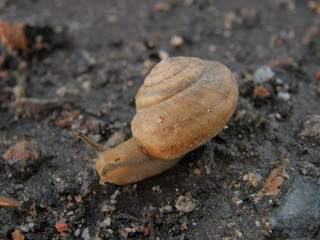 Snail