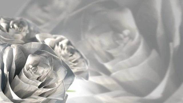 rotating white roses, wedding theme - 3D render. seamless loop