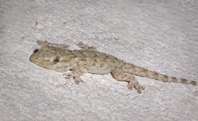 Baby Gecko close up Macro