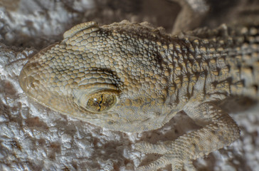 Naklejka premium Baby Gecko close up Macro
