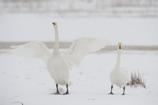 Two Whooper swans (Cygnus cygnus) one stretching wings, Lake Tysslingen, Sweden, March 2009
