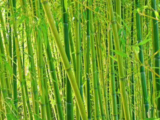 Bamboo background, horizontal