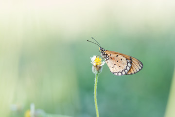 butterfly fly in nature.