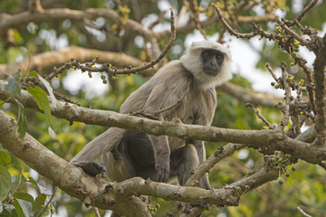 Langur Eating in the Forest