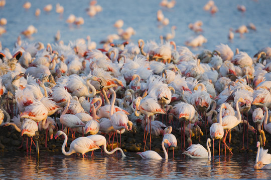 Greater flamingos (Phoenicopterus roseus) part of breeding colony of approx 10,000 pairs, Camargue, France, April 2009