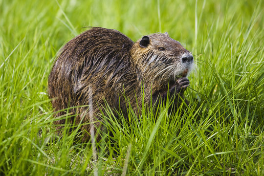 Coypu / Nutria (Myocastor coypus) feeding on grass, Camargue, France, April 2009