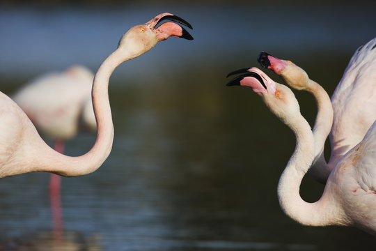 Greater flamingos (Phoenicopterus roseus) fighting, Pont du Gau, Camargue, France, April 2009
