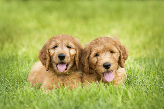 Golden Doodle Puppies 