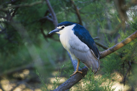 Black-crowned night heron (Nycticorax nycticorax) on branch, Camargue, France, May 2009