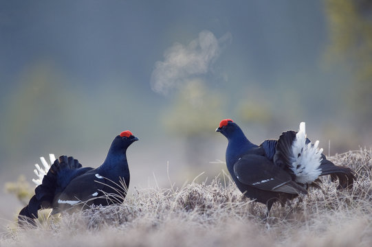 Black grouse (Tetrao tertrix) males fighting, expiring warm air on a cold morning, Bergslagen, Sweden, April 2009