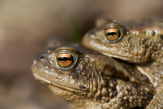 Common toad (Bufo bufo) pair mating, Bergslagen, Sweden, April 2009