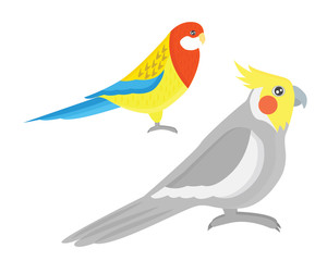 Obraz na płótnie Canvas Cartoon tropical parrot wild animal bird vector illustration.