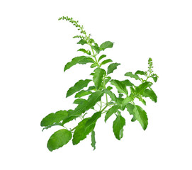 sweet basil isolated on white background