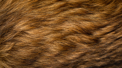 Brown and beige dog fur texture - obrazy, fototapety, plakaty