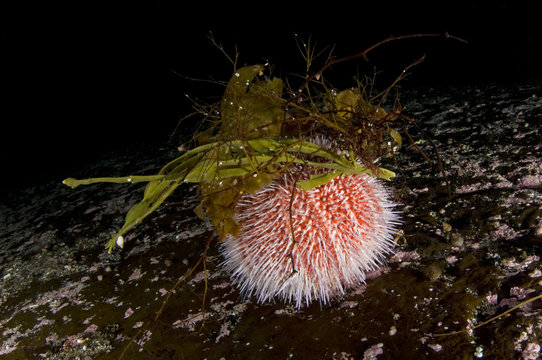 Common / Edible sea urchin (Echinus esculentus) with seaweed attatched to spines, Lofoten, Norway, November 2008