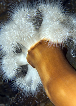 Plumose sea anemone (Metridium senile) Lofoten, Norway, November 2008