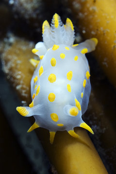 Nudibranch (Polycera quadrilineata) on Kelp, Lofoten, Norway, November 2008