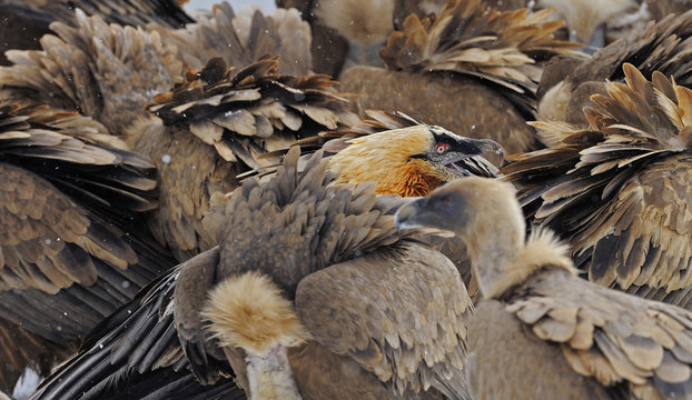 Lammergeier amongst Griffon vultures . Spain